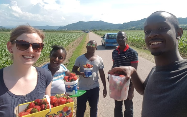strawberry pickingry 